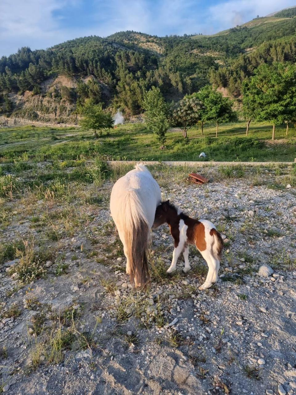 Sancho Farm Albania Villa Memaliaj Luaran gambar